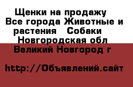 Щенки на продажу - Все города Животные и растения » Собаки   . Новгородская обл.,Великий Новгород г.